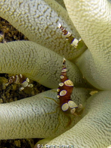 Squat anemone shrimp by J. Daniel Horovatin 